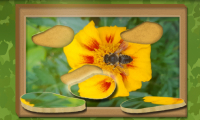 Image Find & Restore: Hidden Puzzle