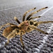 Spider Hidden Difference